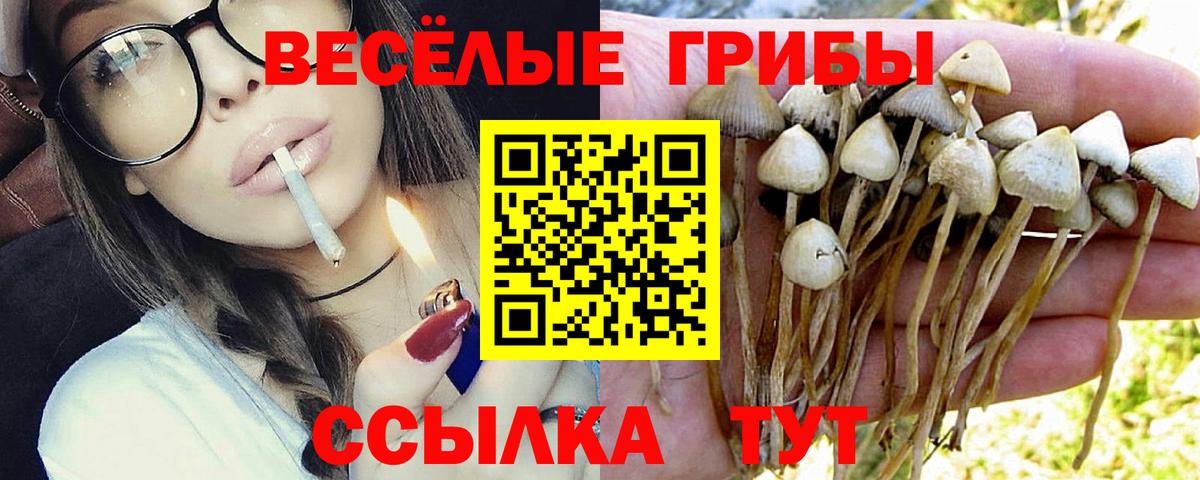 Псилоцибиновые грибы Psilocybe Берёзовский